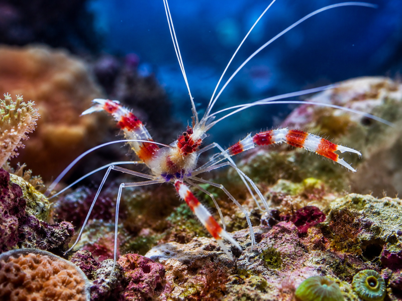 Stenopus hispidus Gebänderte Scherengarnele
